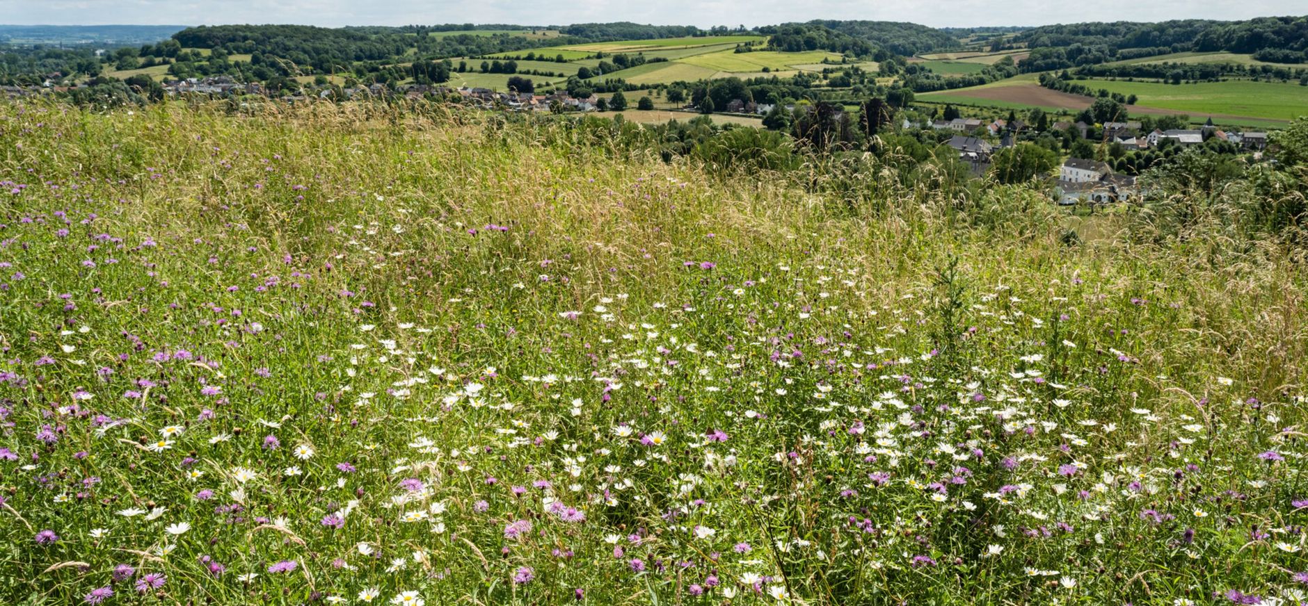Kalkgrasland in het Noordal
