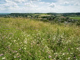 Kalkgrasland in het Noordal