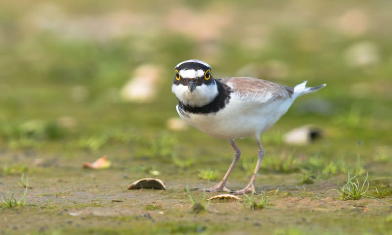 kleine plevier