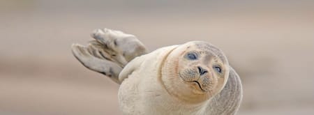 Zeehond