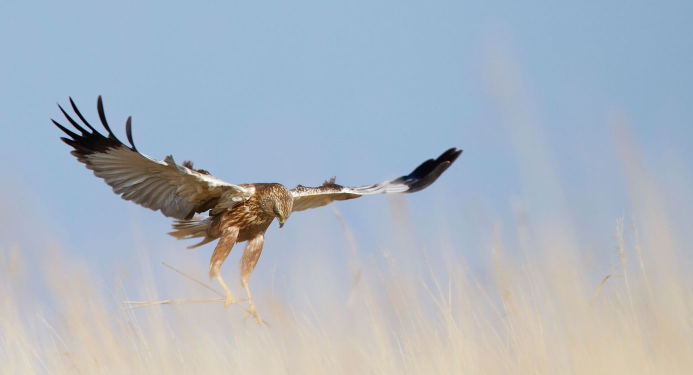 Bruine Kiekendief laag over het land