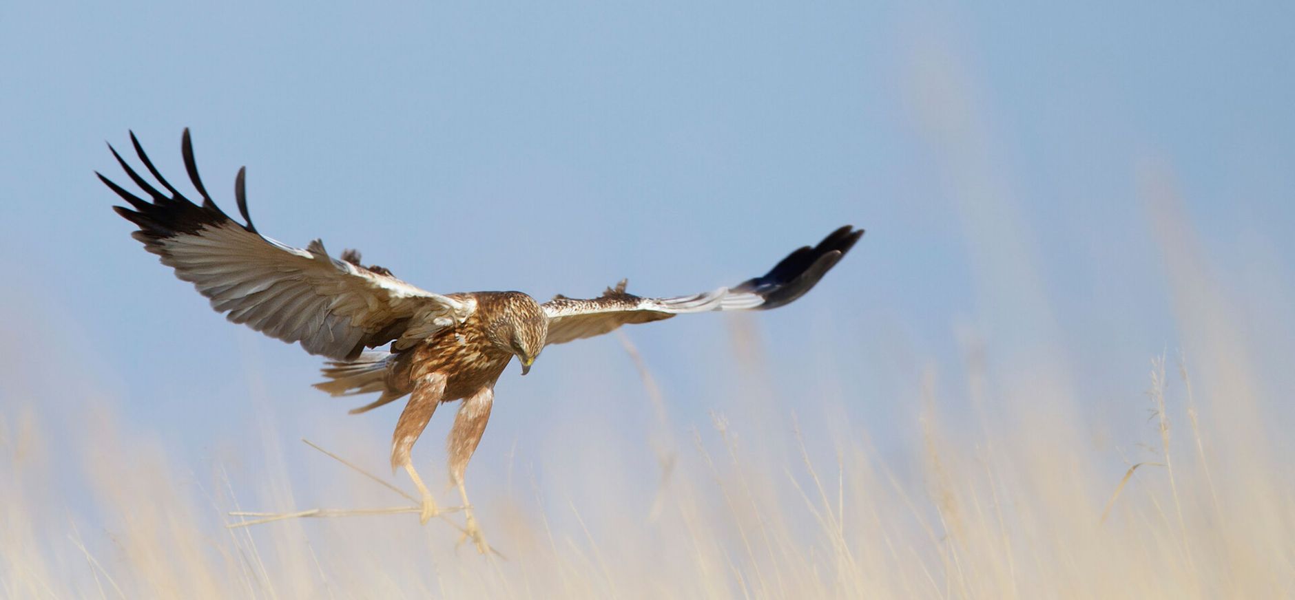 Bruine Kiekendief laag over het land