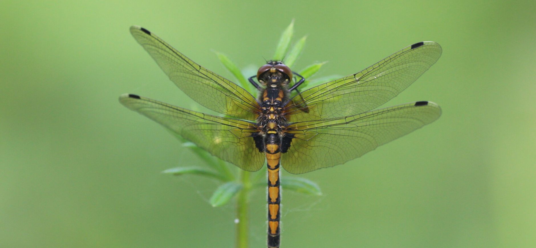 Gevlekte witsnuitlibel