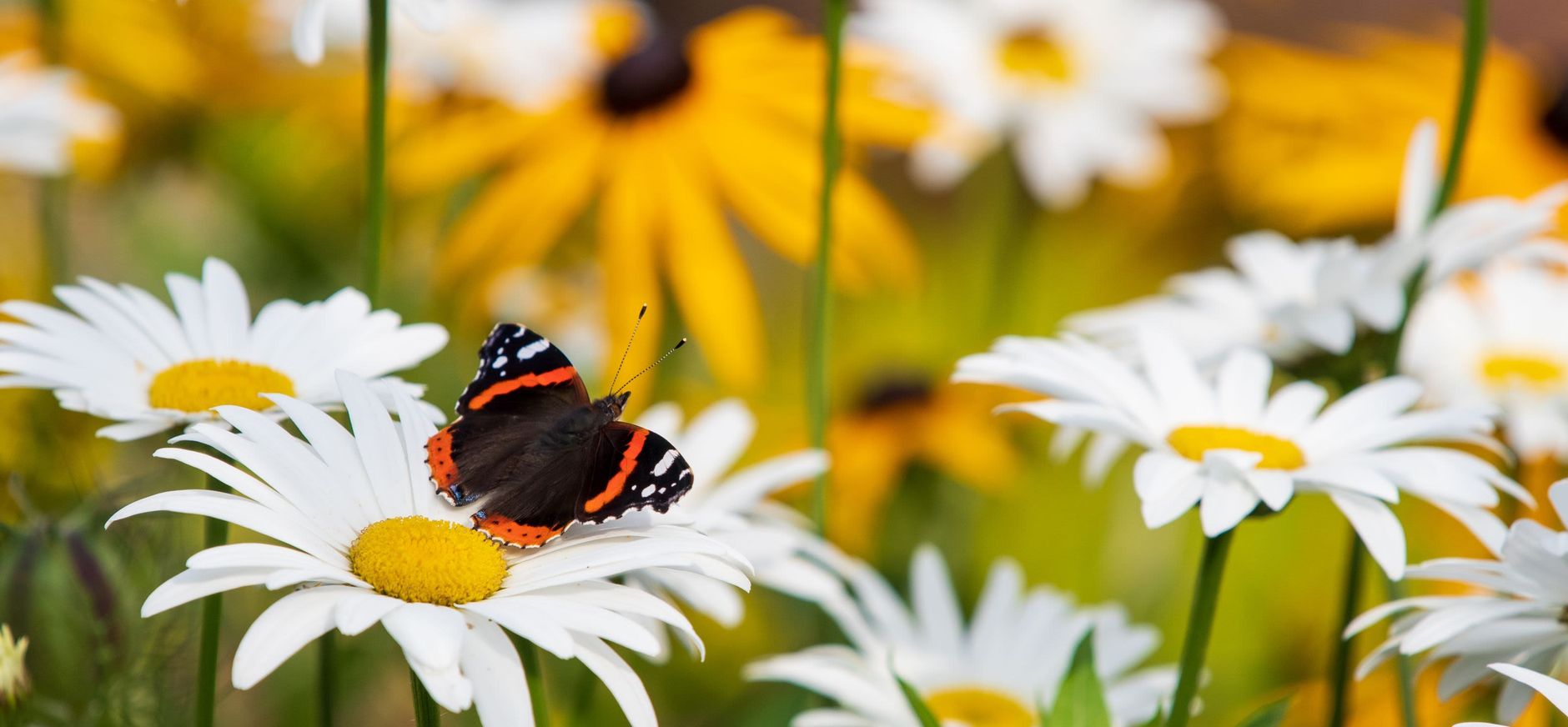 Wilde bloemen