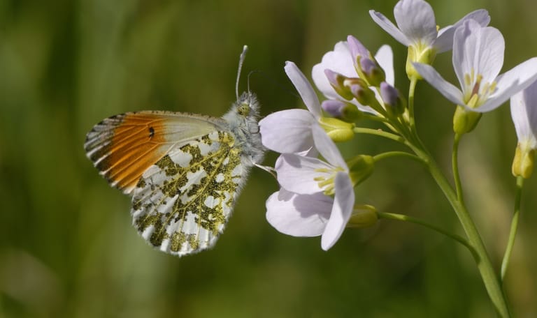 Oranjetipje op pinksterbloem