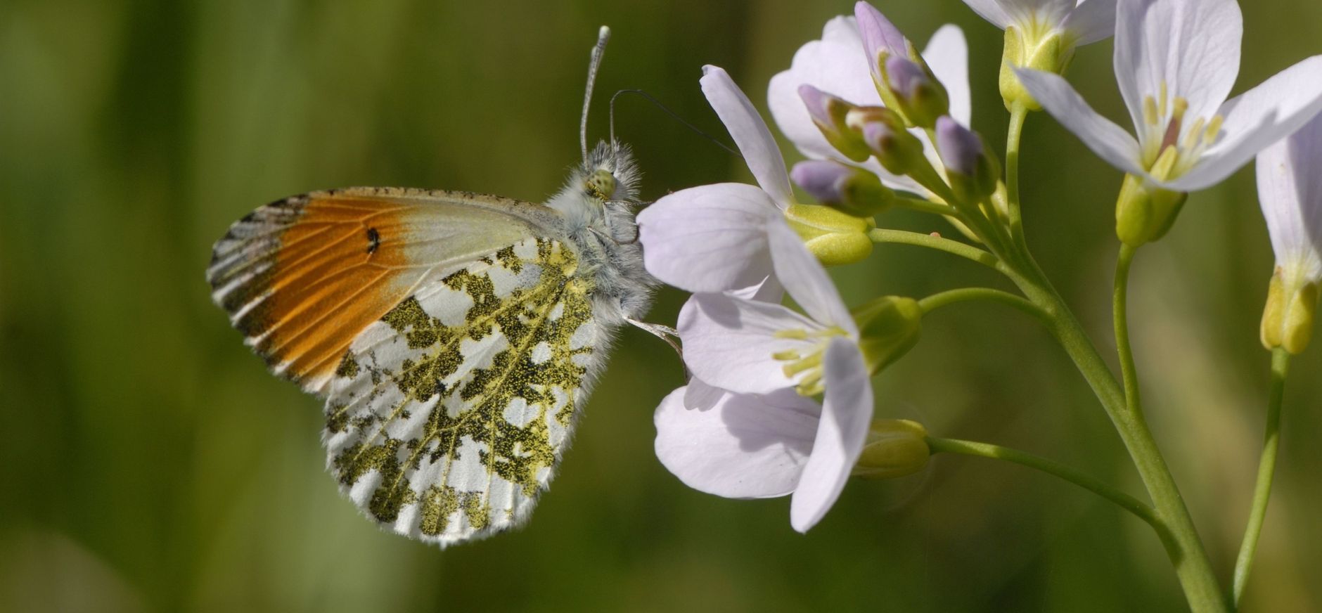 Oranjetipje op pinksterbloem