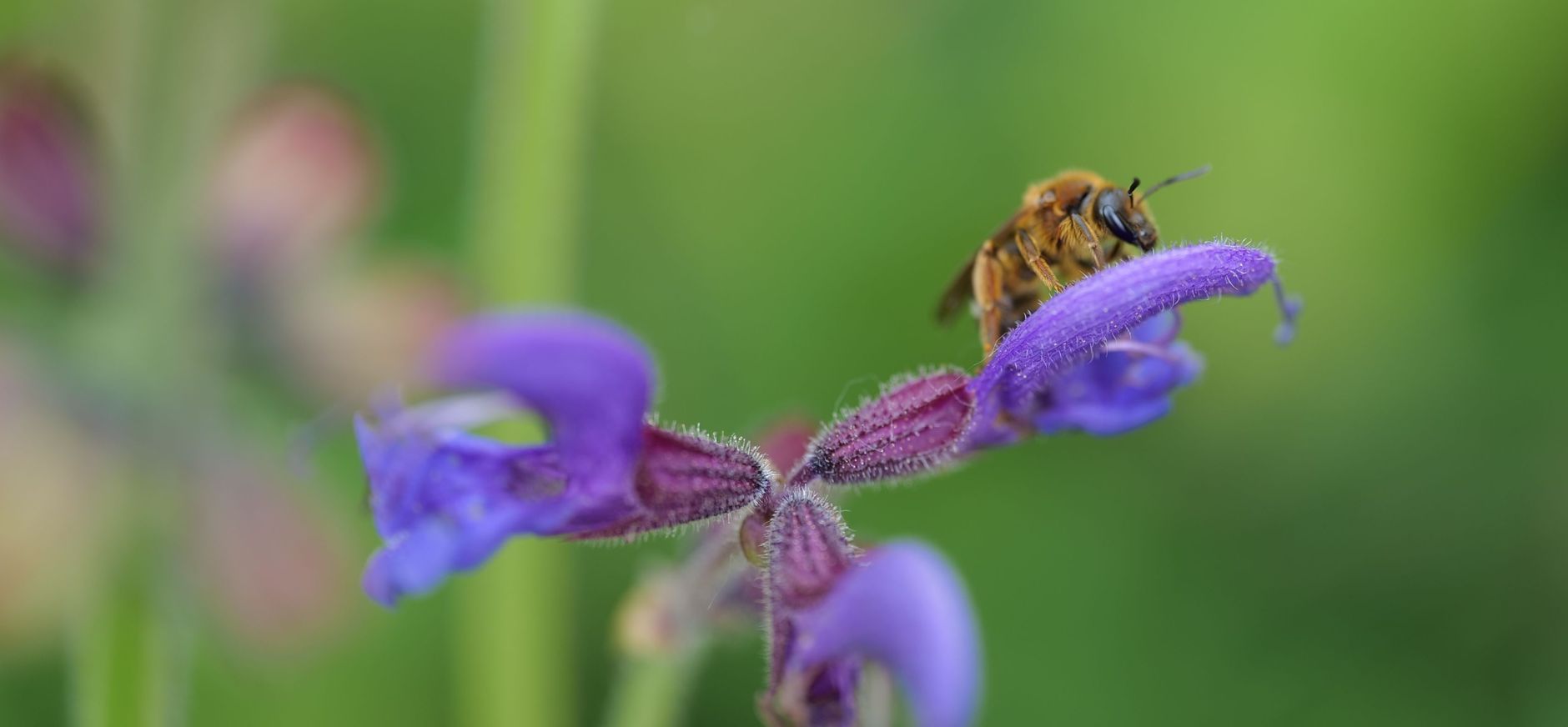 bestuiving door insecten