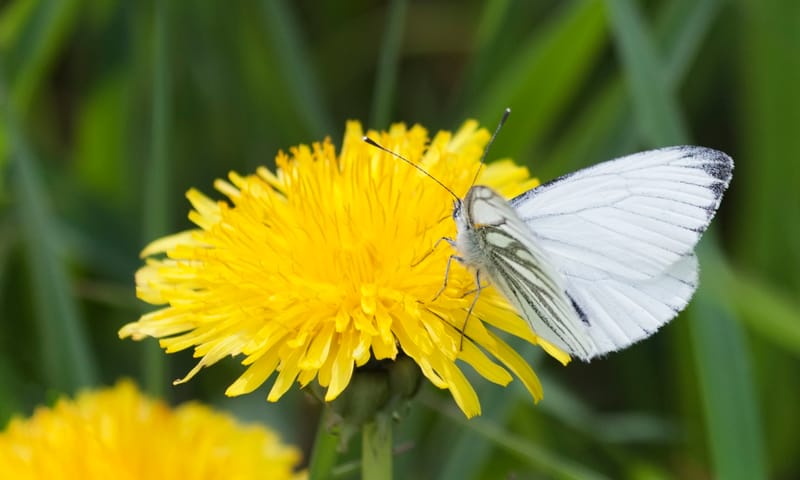 Vlinder drinkt nectar paardenbloem