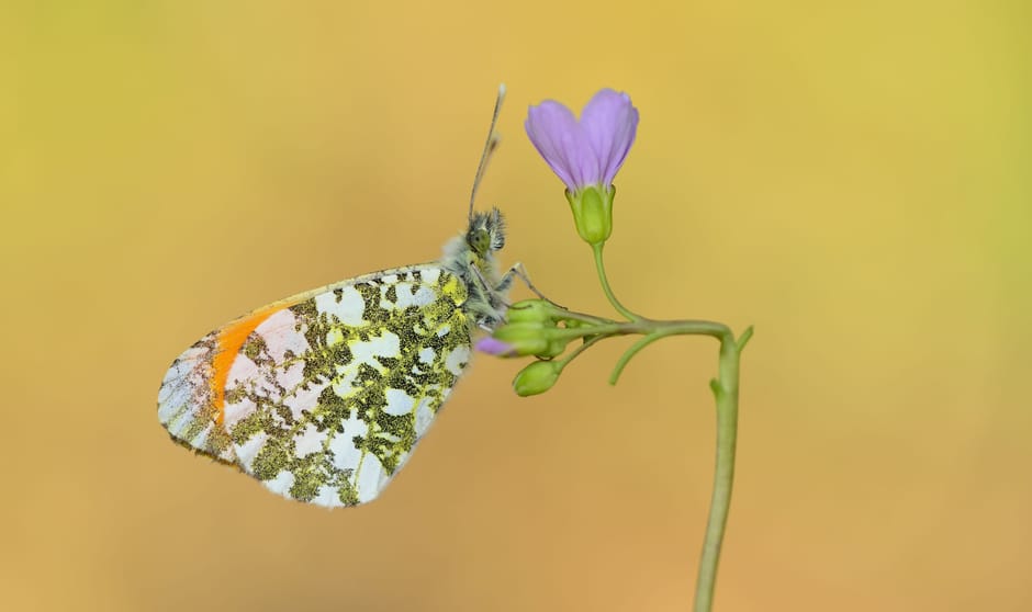 Oranjetipje op Pinksterbloem Oranjetipje op Pinksterbloem