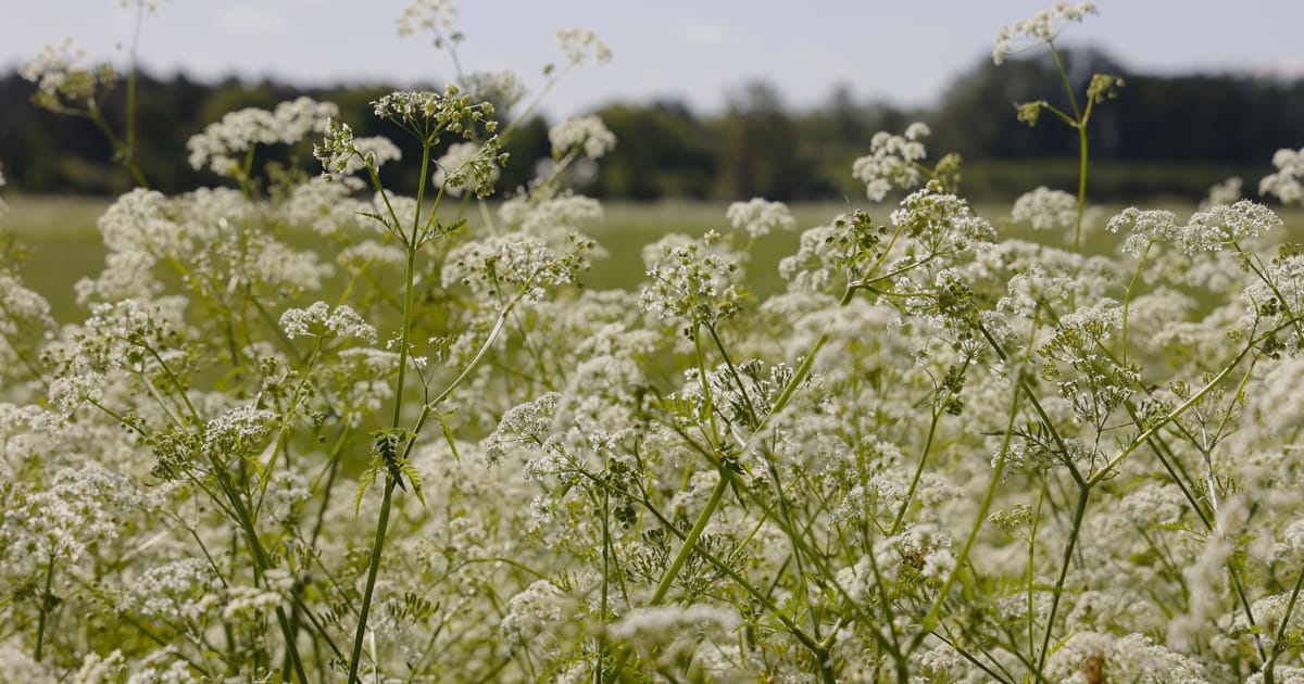 Jolanda 'Een nieuwe ontdekkingstocht' | Natuurmonumenten