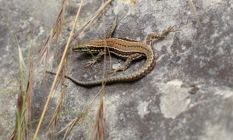 muurhagedis kenmerken