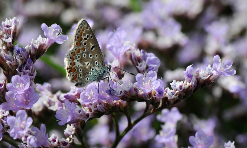 een icarusblauwtje op lamsoor