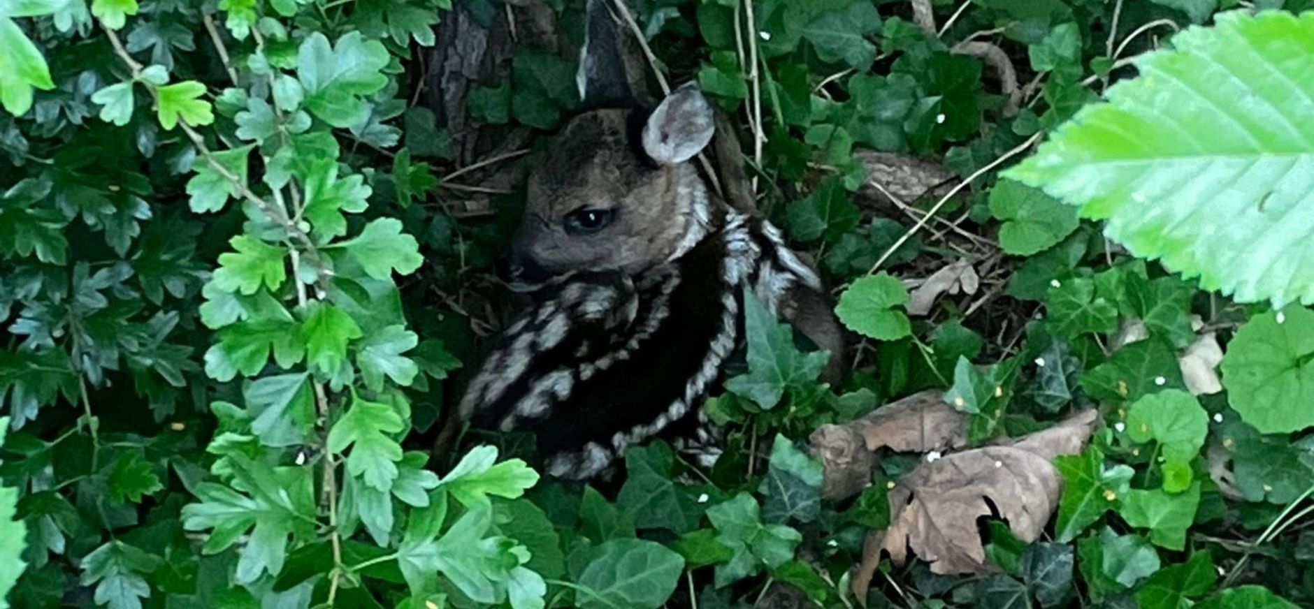 reekalfje verscholen