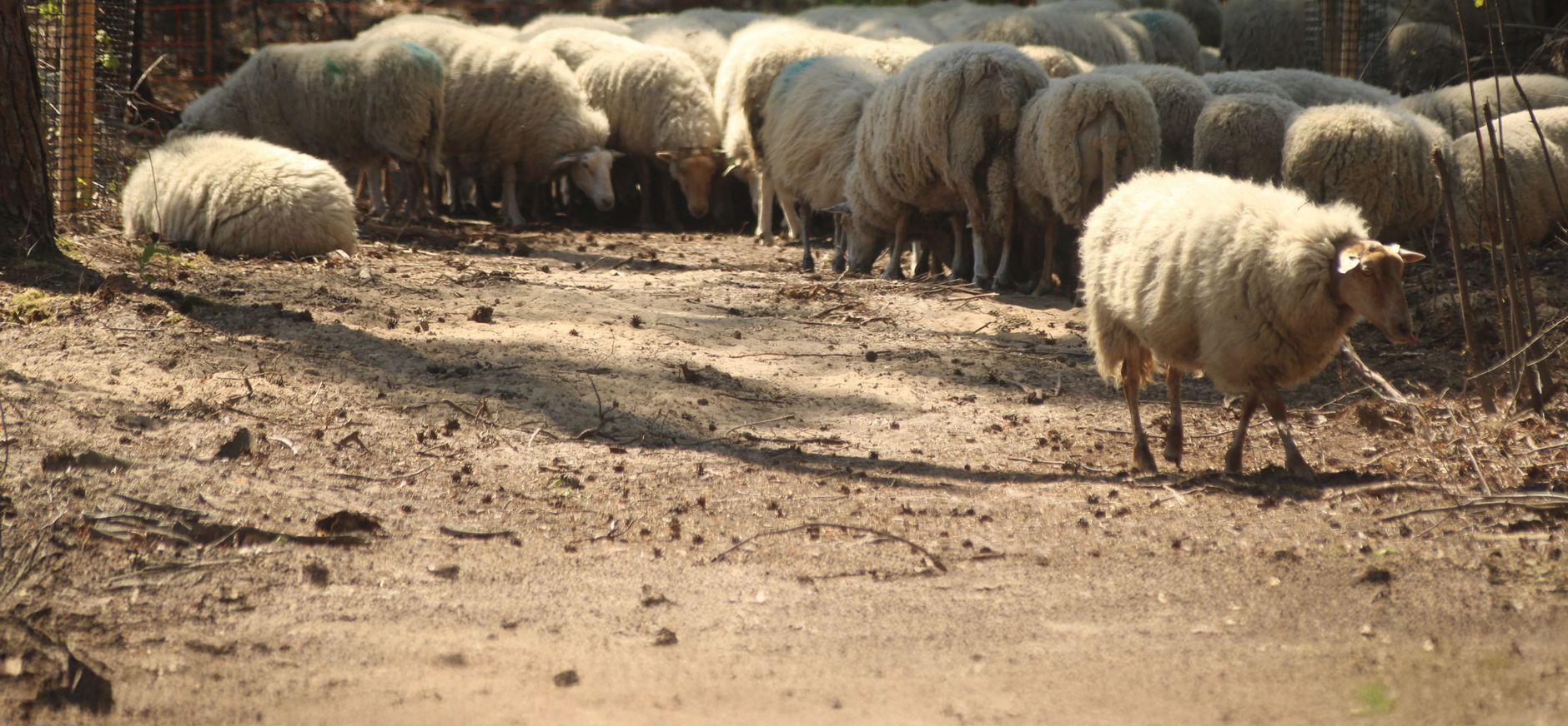 Schaapskudde in het bos