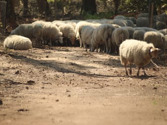 Schaapskudde in het bos