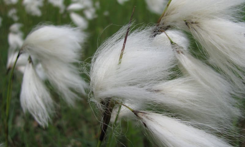 Veenpluis