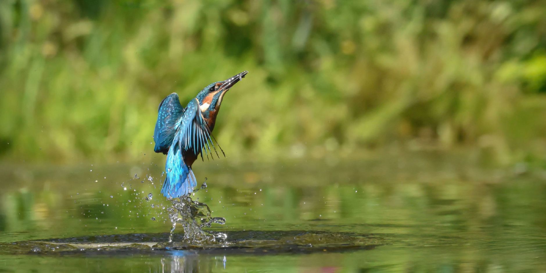 ijsvogel