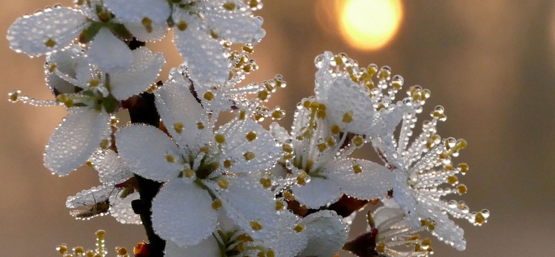 Bloesem met dauw