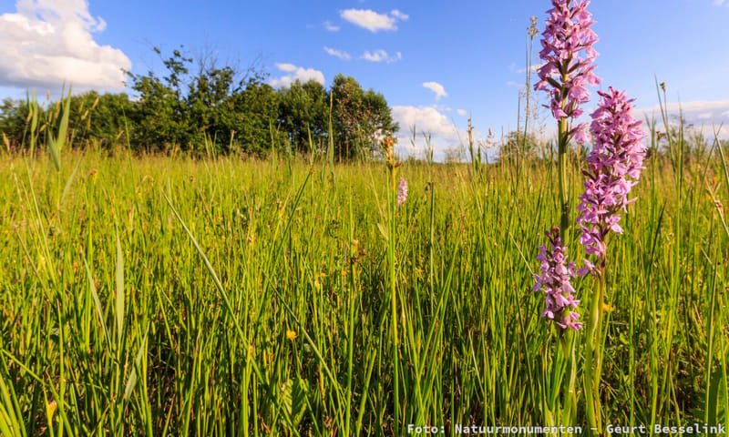 Herinrichting voormalige landbouwgronden Herinrichting voormalige landbouwgronden