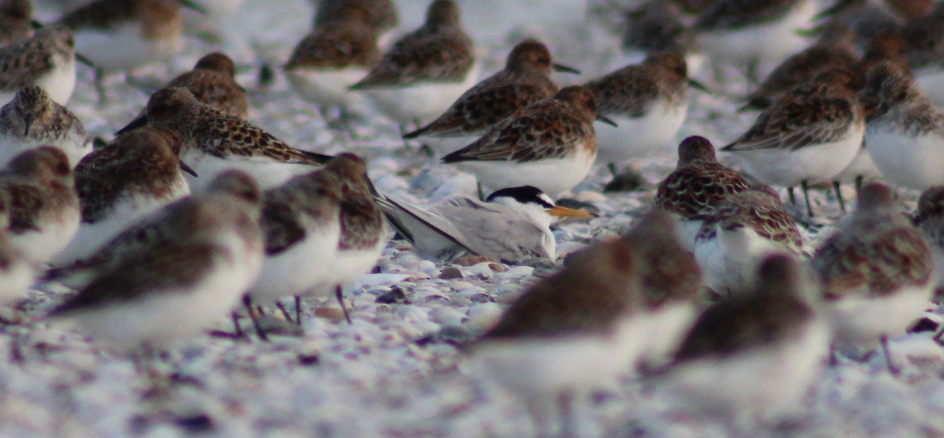 Broedende dwergstern tussen overtijende drieteenstrandlopers Broedende dwergstern tussen overtijende drieteenstrandlopers