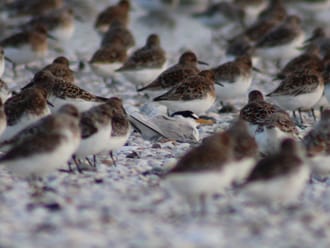 Broedende dwergstern tussen overtijende drieteenstrandlopers