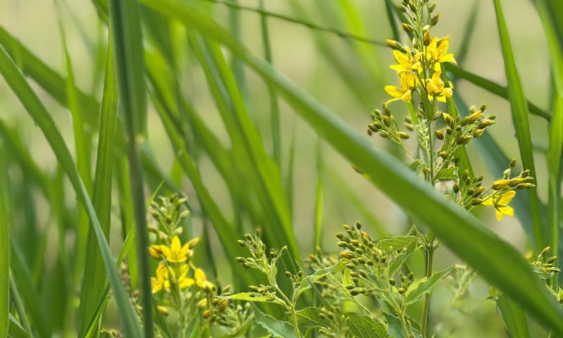 Gewone wederik aan de rand van het bedrijventerrein Gele bloemetjes tussen het riet