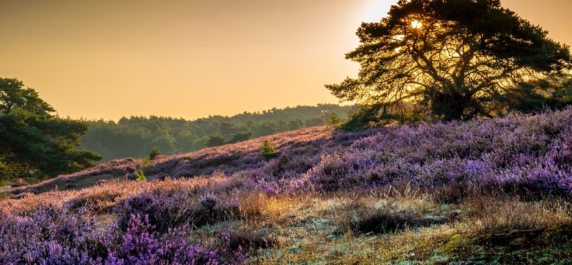 Heide in bloei