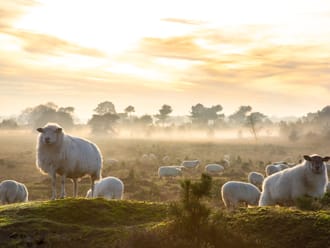 Schapen in een natuurgebied in het ochtendgloren