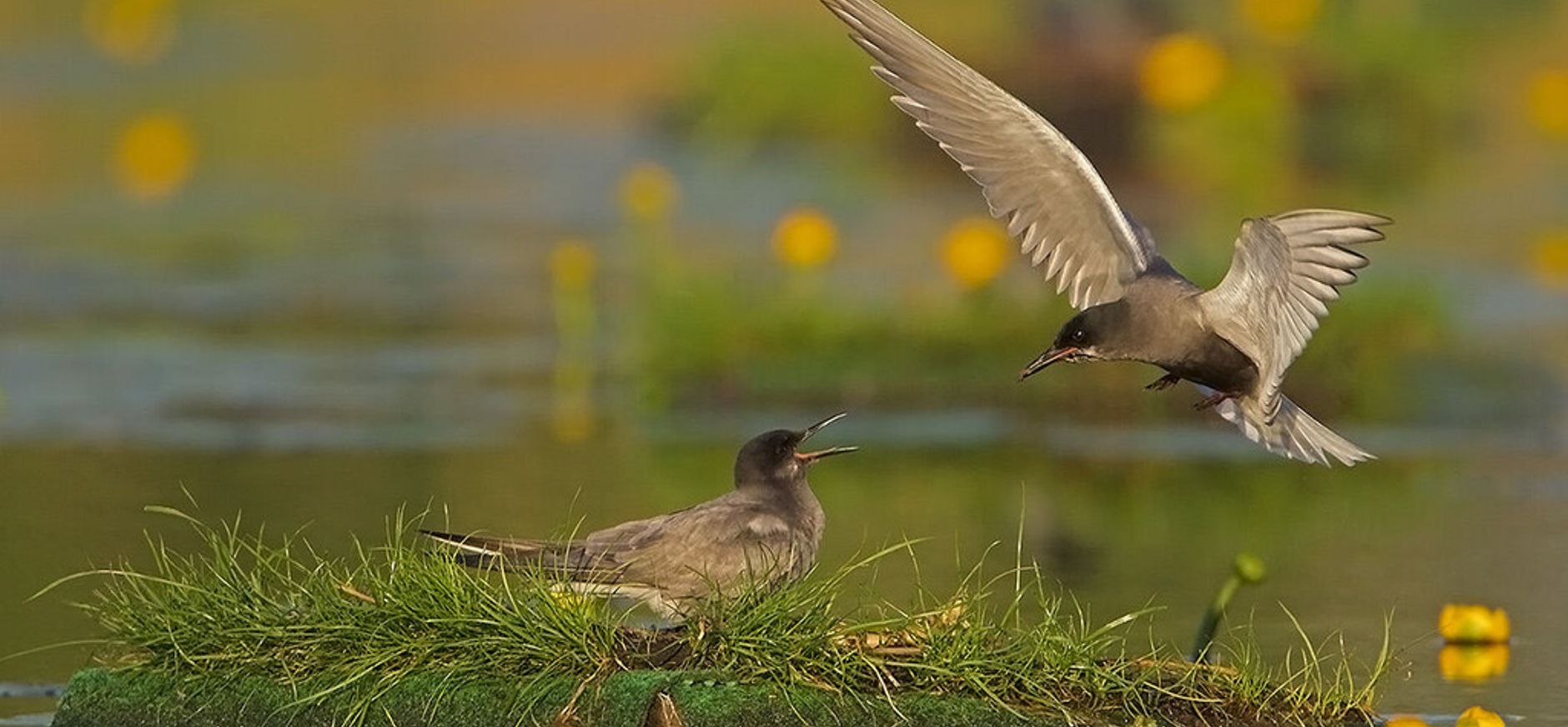 Zwarte sterns op nestvlotje Zwarte sterns op nestvlotje