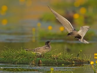 Zwarte sterns op nestvlotje