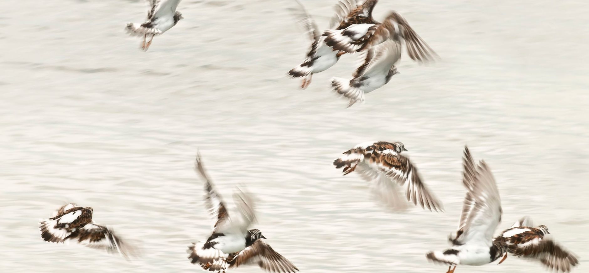 steenlopers op het wad Steenlopers op het wad