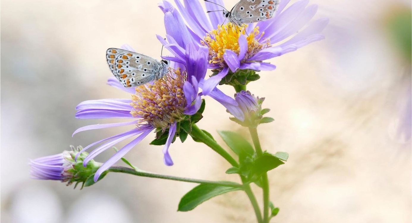 Twee vlinders op paarse bloemen