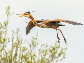 Purperreiger