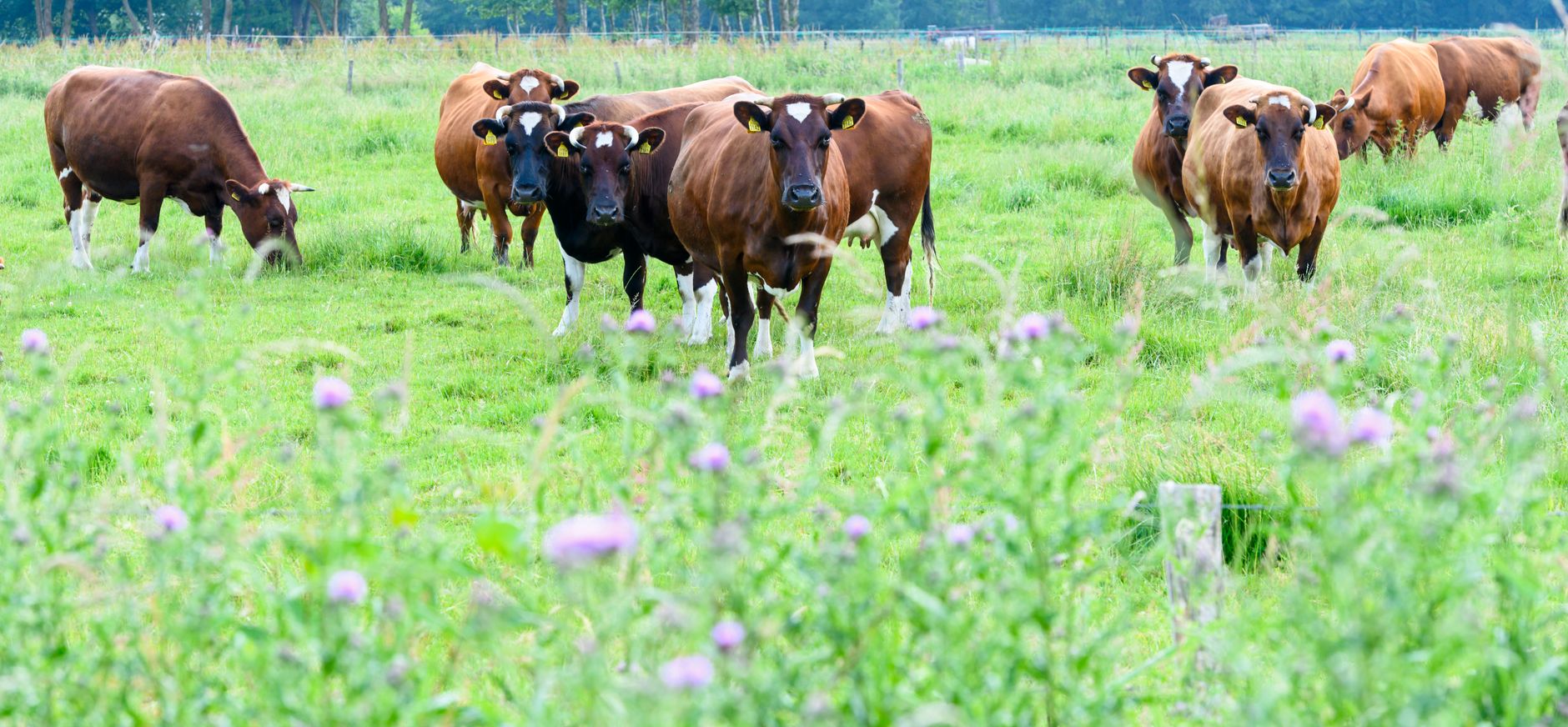 Natuurinclusieve landbouw Natuurinclusieve landbouw
