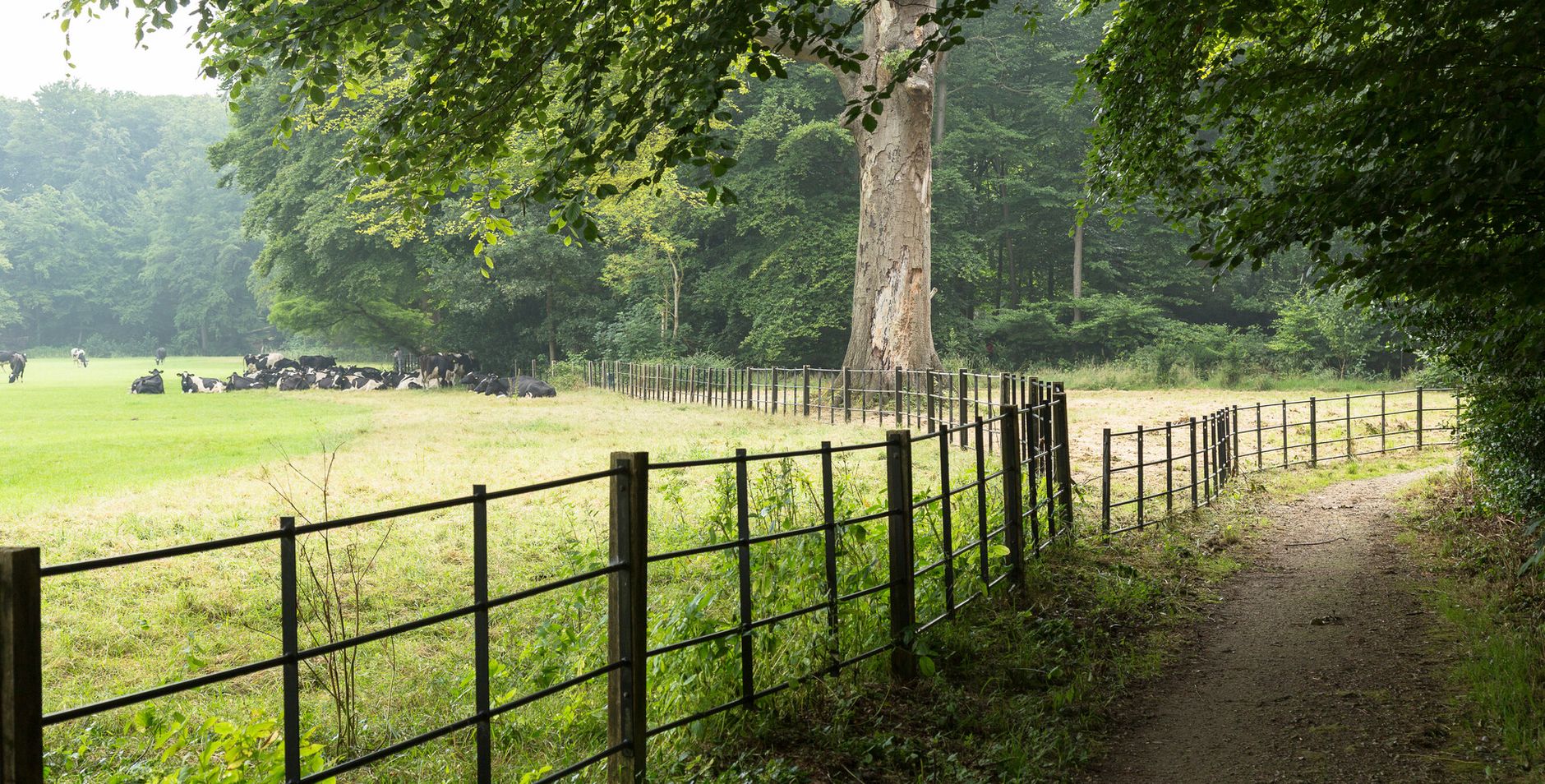 Bos Bos op buitenplaats Boekesteyn