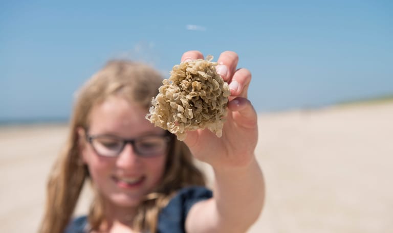 Strandjutten