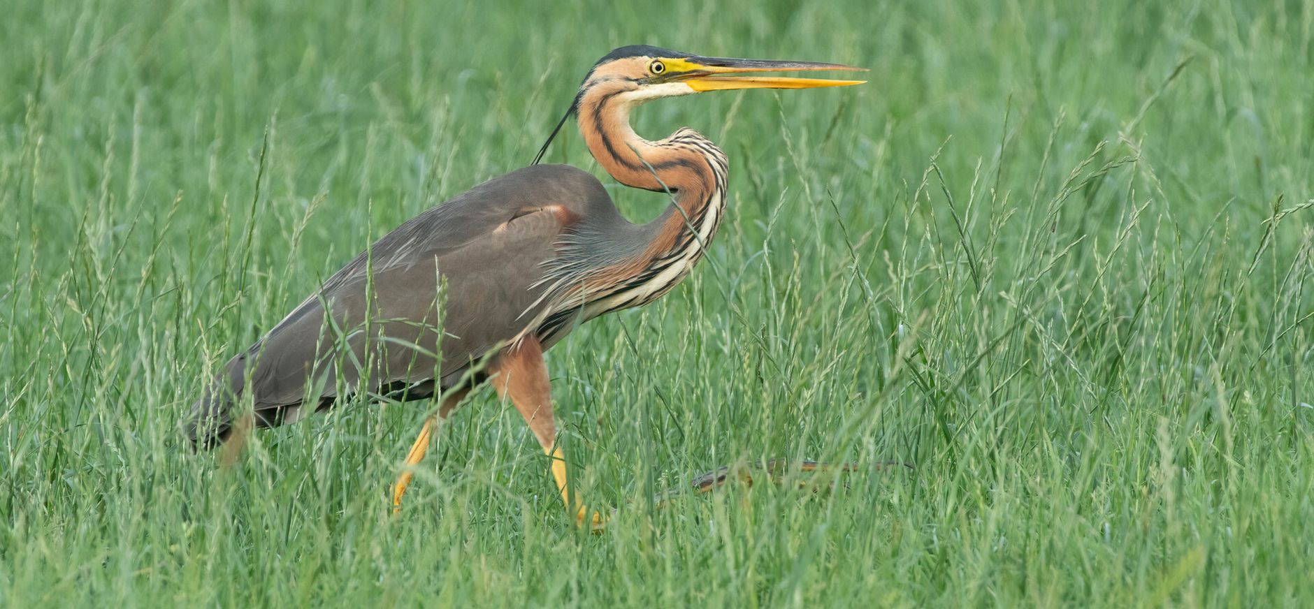 purperreiger
