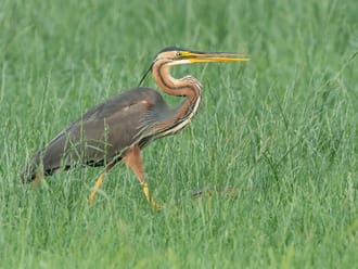purperreiger