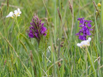 Brede orchis en Harlekijn