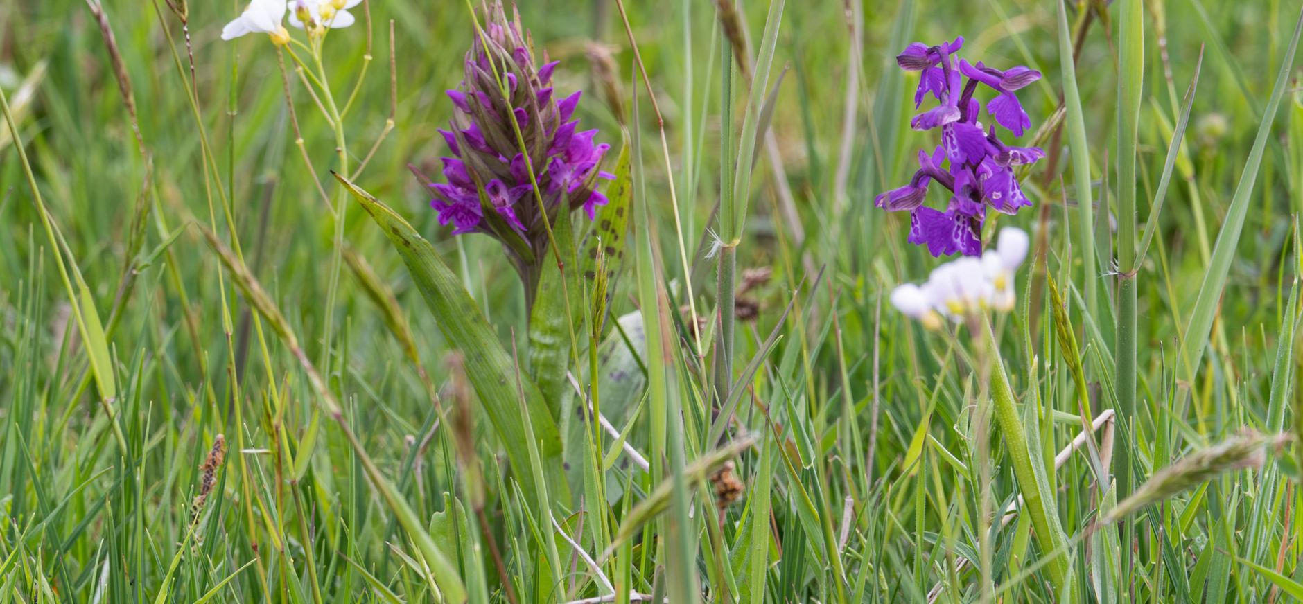 Brede orchis en Harlekijn Brede orchis en Harlekijn
