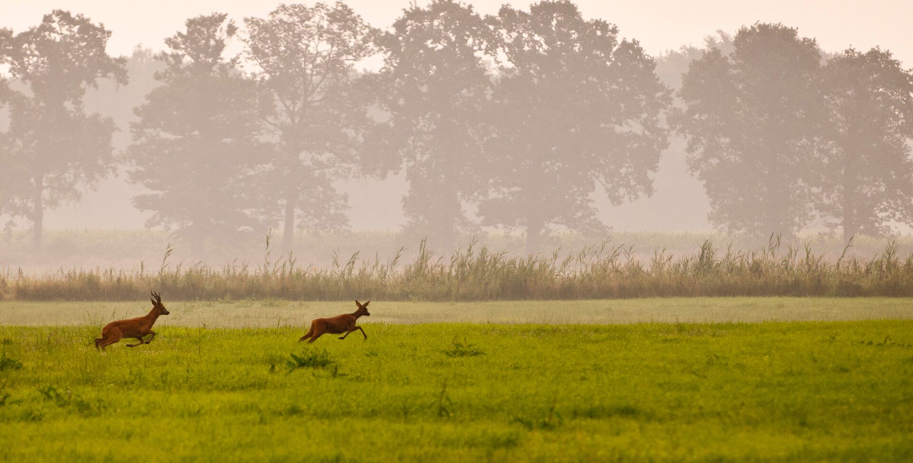 Reeën Reeën op buitenplaats Boekesteyn