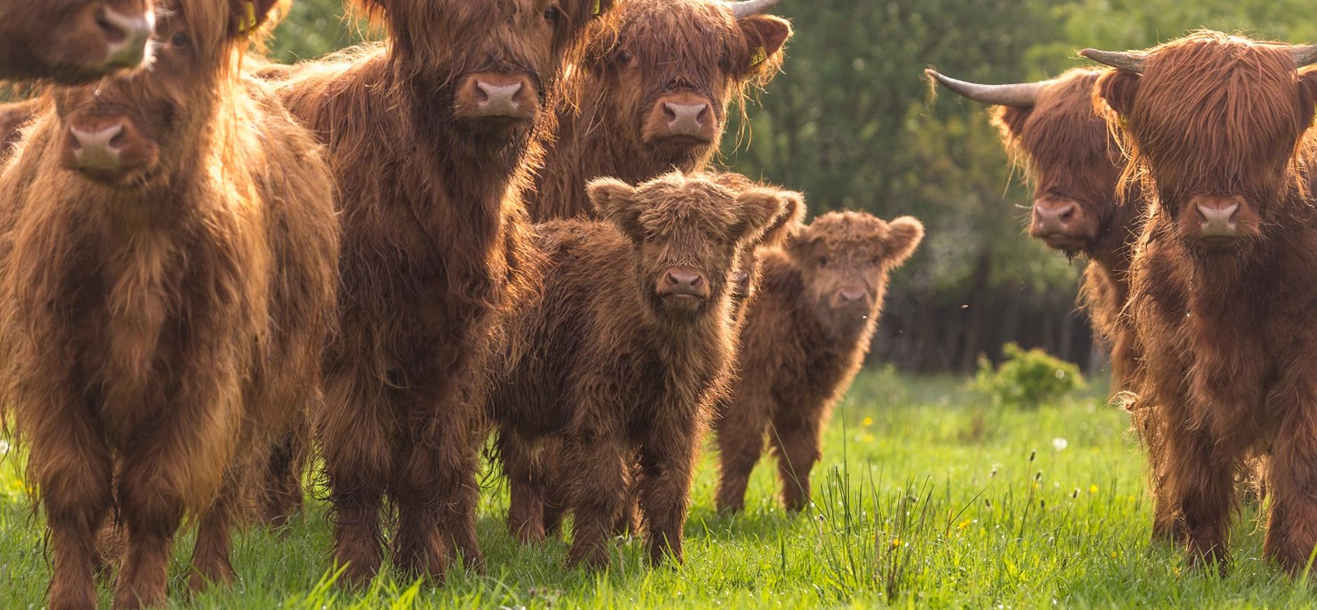 Schotse Hooglanders