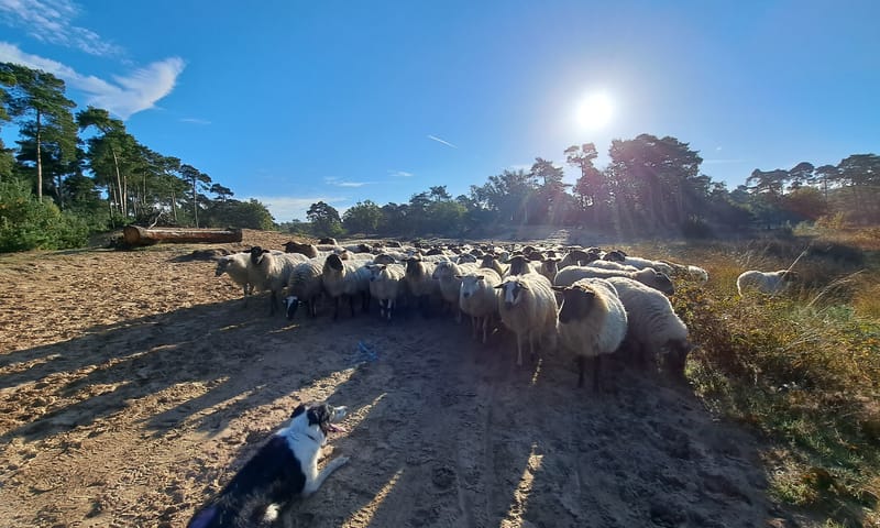 Schaapskudde op de Kampina Schaapskudde op de Kampina