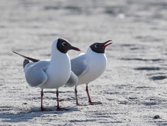 Baltsende kokmeeuwen op het strand 