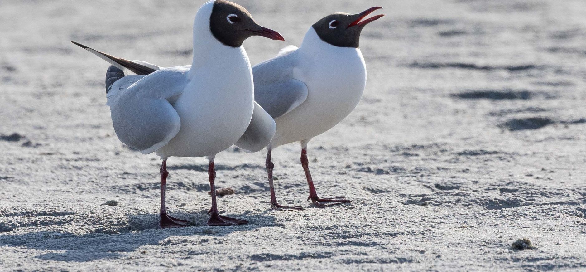 Baltsende kokmeeuwen op het strand
