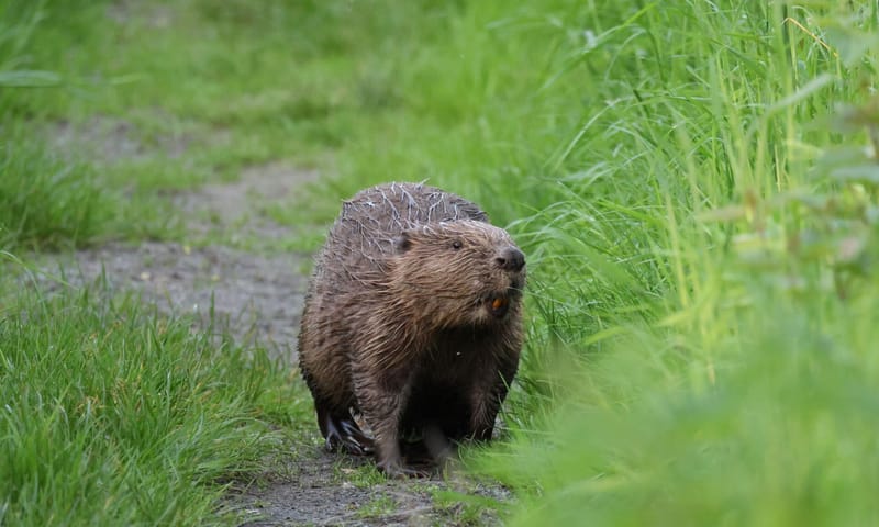 Bever op Tiengemeten
