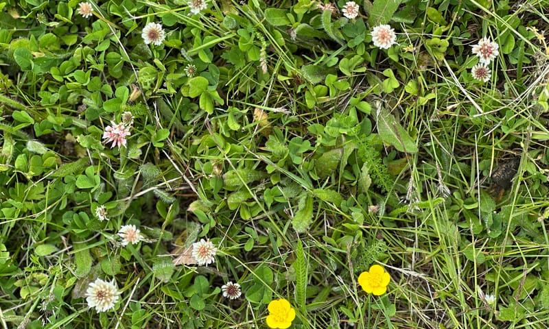 Wat gras met boterbloemen en klavers