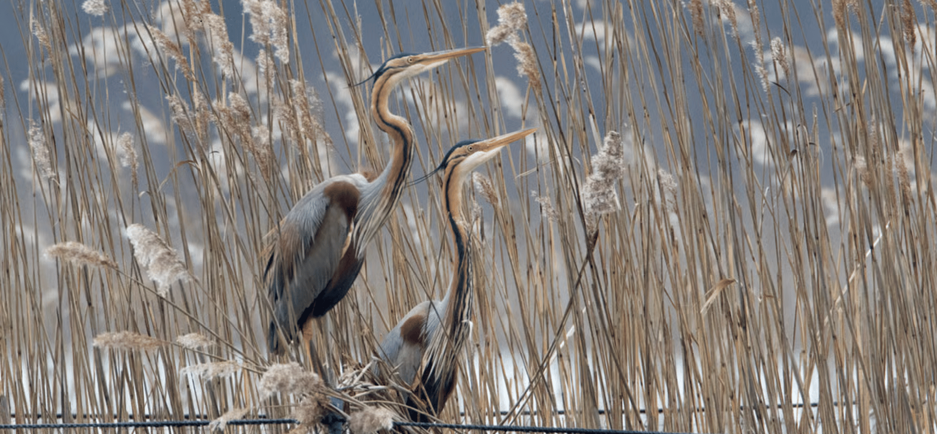 Purperreigers in het naardermeer Purperreigers in het riet in het naardermeer