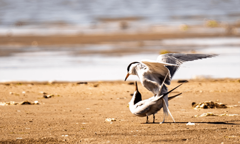 Parende visdieven op het strand van Griend