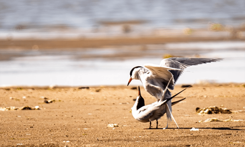 Parende visdieven op het strand van Griend